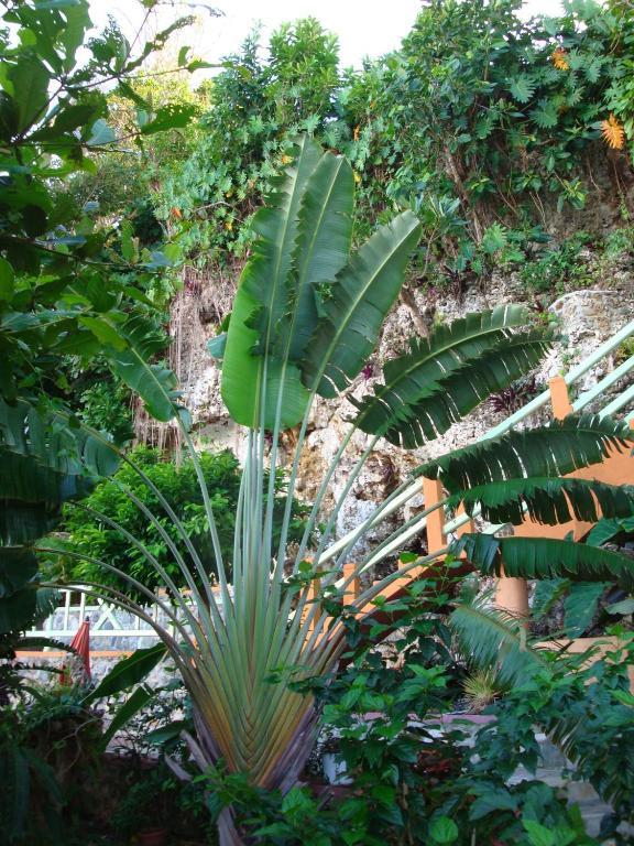 Pimento Lodge Resort Порт Антонио Екстериор снимка